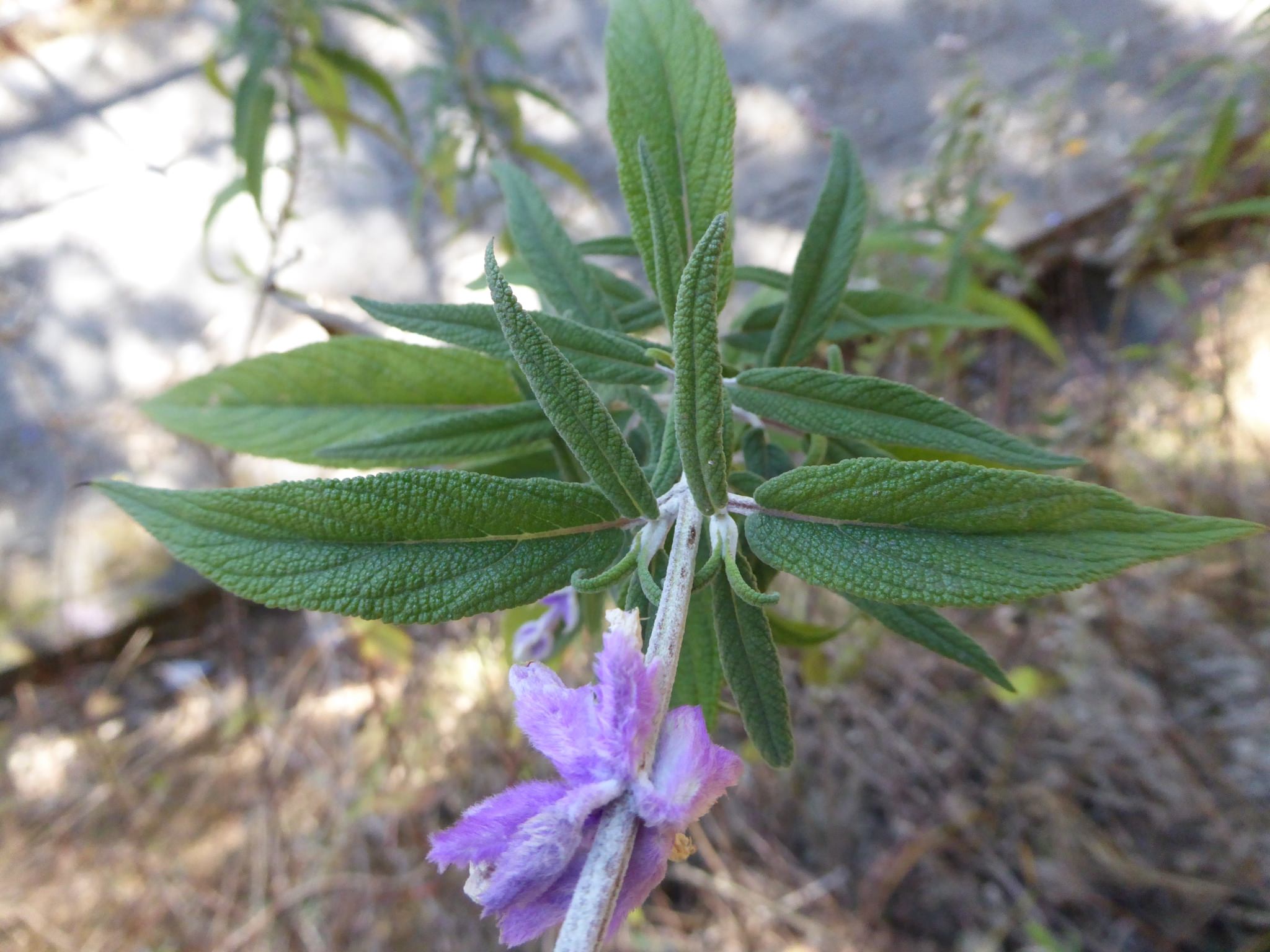Salvia leucantha